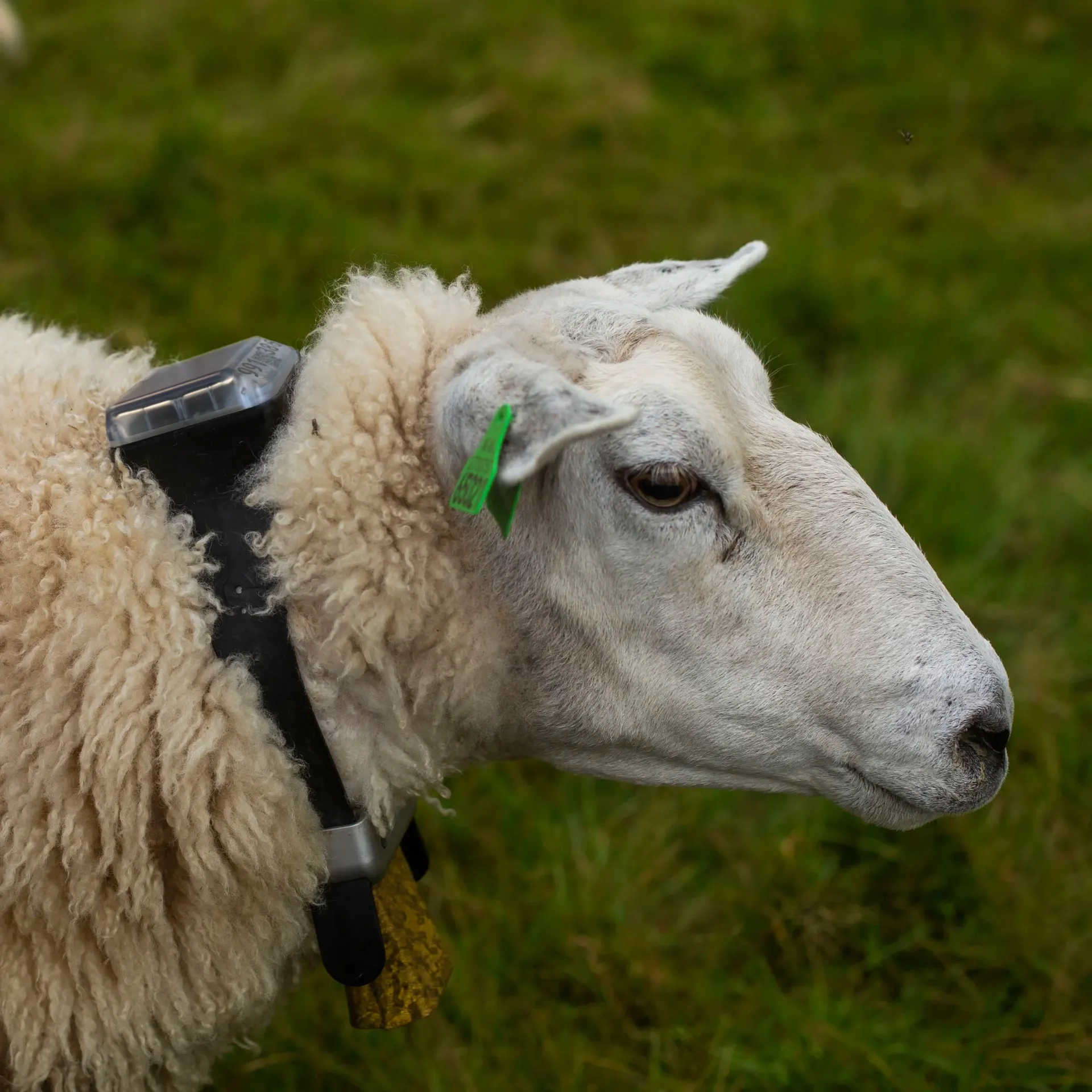 Monil Sheep Collar